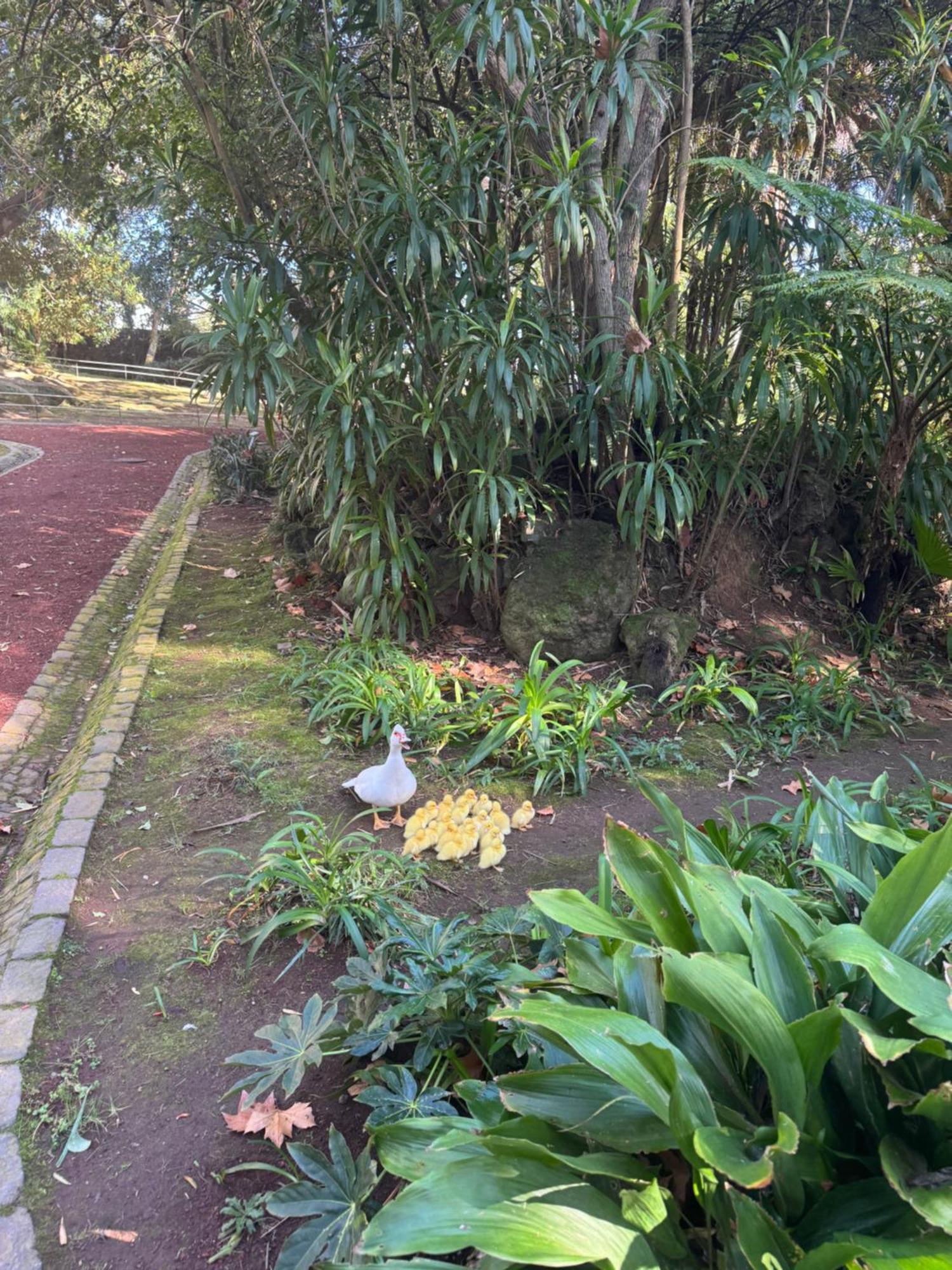 Garden Apartment, Great For Couple - Ponta Delgada 외부 사진